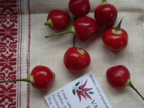 Pimento Barro do Ribeiro Chili - Csípős paprika ritkaságok az Egzotikus Növények Stúdiója kínálatában